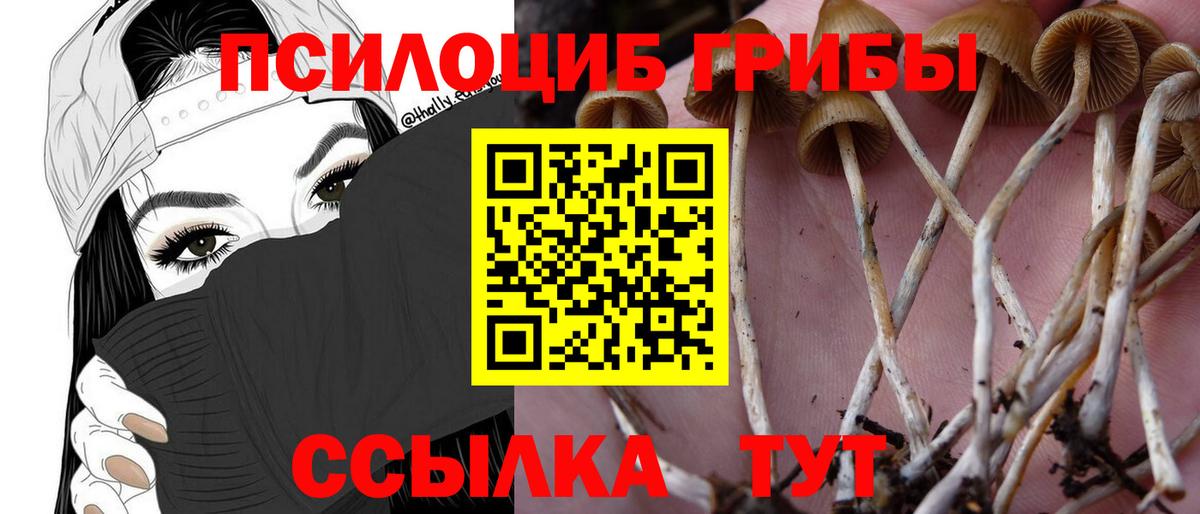 как найти закладки  Вход с VPN  Мелеуз  Псилоцибиновые грибы Psilocybe 